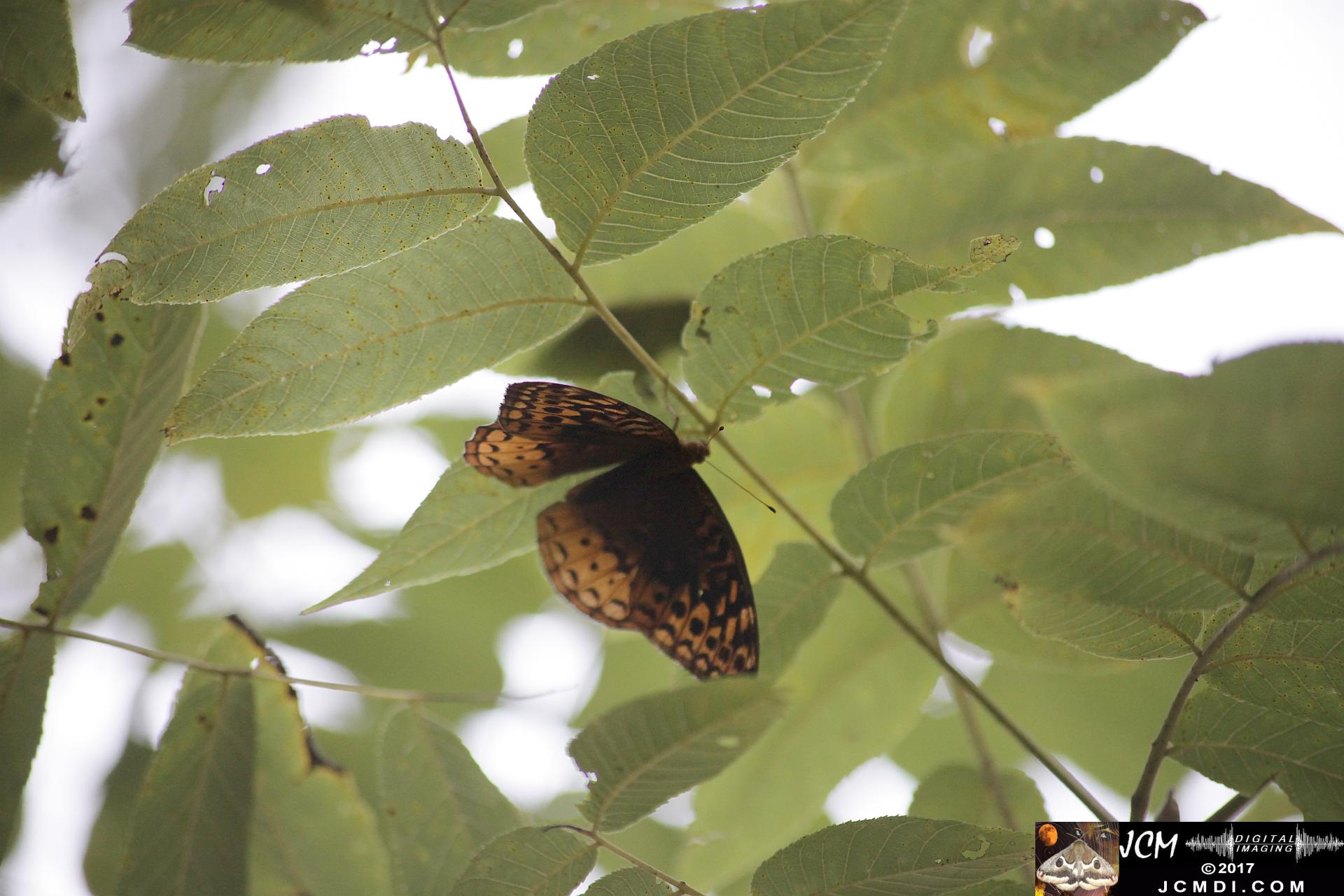 Big Fritillary in tree (wings open)